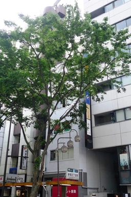 新宿三丁目駅 徒歩1分 3F 現況:その他 その他居抜きなど物件 【飲食不可】